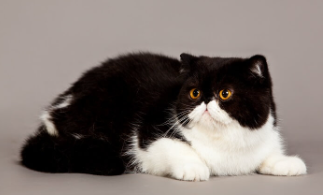 Exotic Shorthair Cat Names