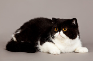 Exotic Shorthair Cat Names