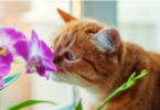 Flower Cat Names