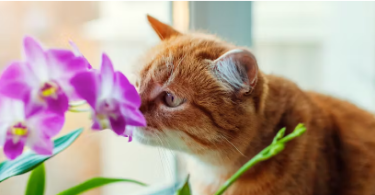 Flower Cat Names