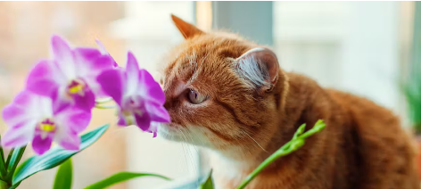 Flower Cat Names