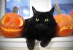 Halloween Cat Names