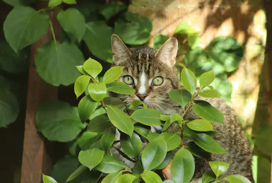 Herb names for cats