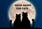 Moon Cat Names