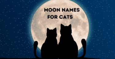 Moon Cat Names