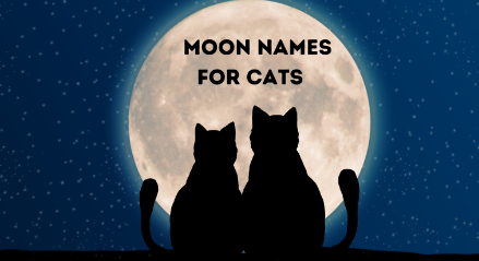 Moon Cat Names