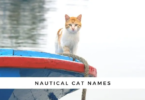 Nautical Names For Cats