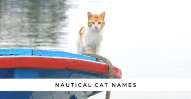 Nautical Names For Cats