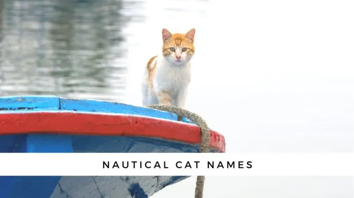 Nautical Names For Cats