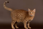 Ocicat Cat Names