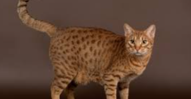 Ocicat Cat Names