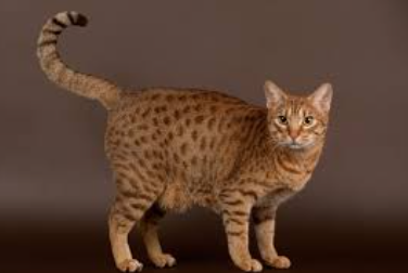 Ocicat Cat Names