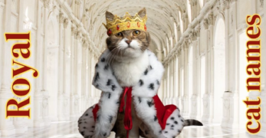 Royal Cat Names