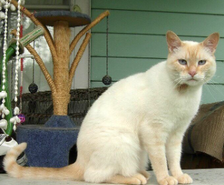 Sand-Colored Cat Names