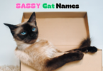 Sassy Cat Names