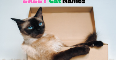 Sassy Cat Names