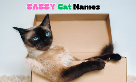 Sassy Cat Names