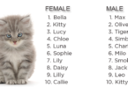 Silly Kitten Names