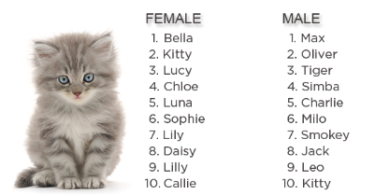 Silly Kitten Names