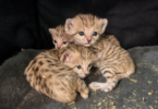 Triplet Cat Names