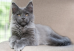 Black Smoke Maine Coon Names