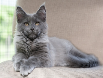 Black Smoke Maine Coon Names