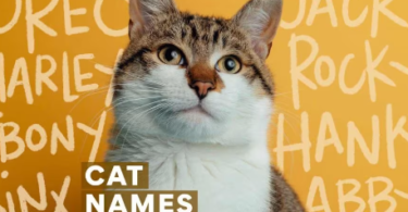 cat names that go with milo