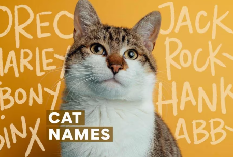 cat names that go with milo