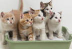 names for a litter of 4 kittens