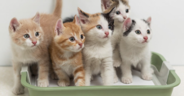 names for a litter of 4 kittens