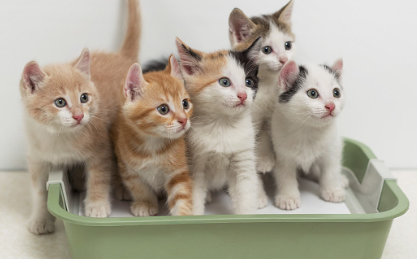 names for a litter of 4 kittens