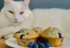 pastry-names-for-cats