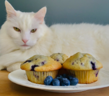 pastry-names-for-cats