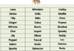 themes for naming kittens