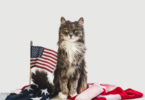 4th of july cat names