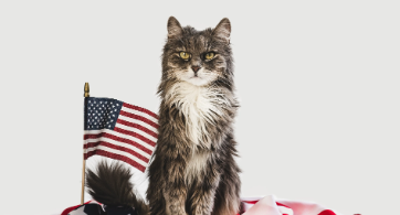 4th of july cat names