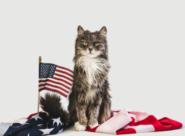 4th of july cat names