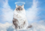 Angel Names for Cats