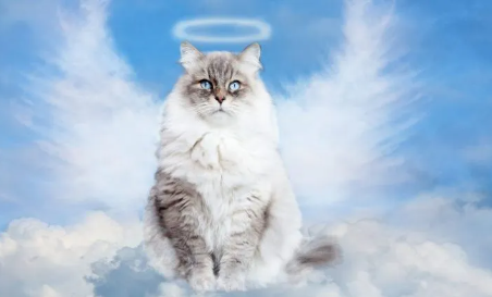 Angel Names for Cats