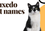 Apt Names for Tuxedo Cats