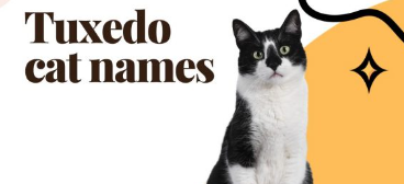 Apt Names for Tuxedo Cats