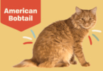 Bobtail Kitten Names