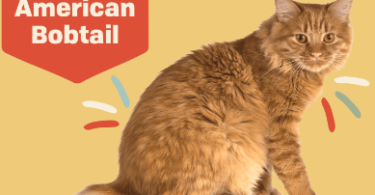 Bobtail Kitten Names