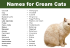 Cat Names for Cream Cats