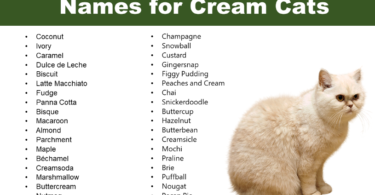 Cat Names for Cream Cats