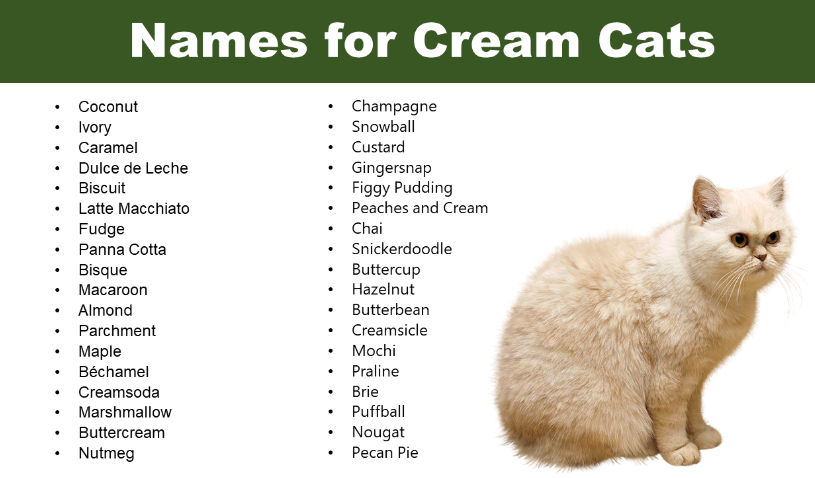 Cat Names for Cream Cats