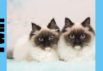 Cat names Twin