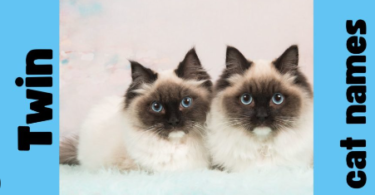 Cat names Twin