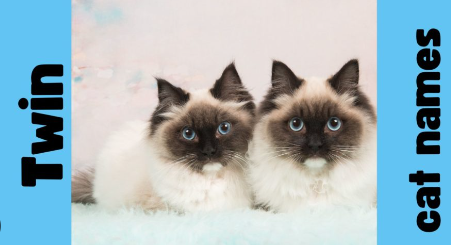 Cat names Twin