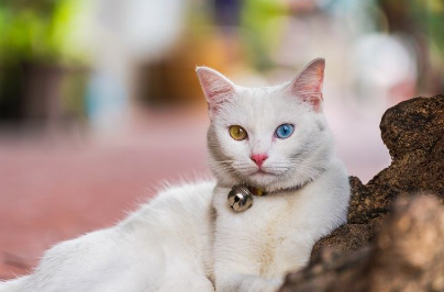 Cloud Names for Cats